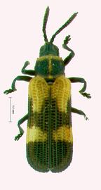   Goyachalpeus  habitus .  